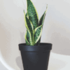 nikita-kachanovsky-GY6ViMxtmDE-unsplash 1 Snake Plant Laurentii